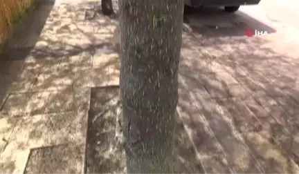 Ağaçları ve Kaldırımı Kurtlar Bastı... Yayalar Koşarak Geçti