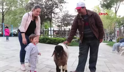 Denizli 'İpi Boğazını Sıkıyor' Diye Sahibinden Satın Aldığı Kuzuya Bakıyor