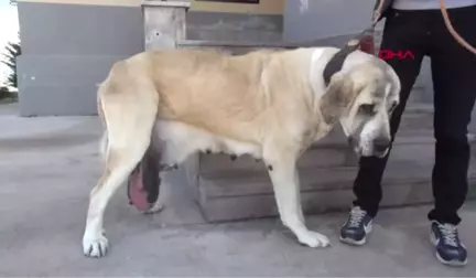 Aksaray Malaklısı'nın Memesinden 2 Kilo Tümör Çıkartıldı