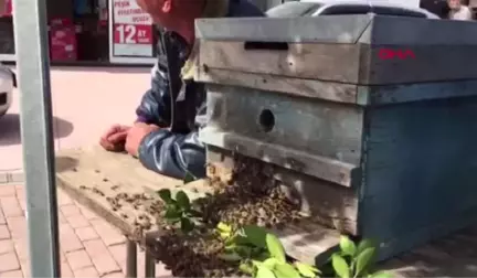 Antalya Kovandan Çıkan Arı Kolonisi Ağaçta Toplandı