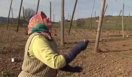 Belediyede Başkan, Tarlada İşçi