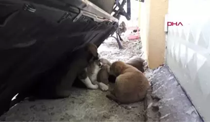 Zonguldak 5 Yavru Yeni Yavru Köpeği Ağzı Bağlı Çöp Poşetiyle Attılar