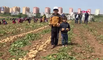 Adana Tarım İşçisi Çocuklar Okula Devam Etmek İstiyor