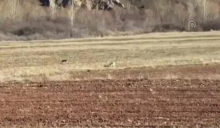 Tarlasını Ekerken Vaşakla Karşılaştı