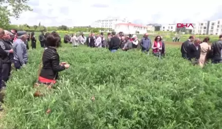 Tekirdağ Savaş Mağduru Korunga Bitkisi, Anavatanına Geri Dönüyor