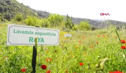 Muğla Aromatik Bitki Merkezi Mahallede Kalker Ocağı Tepkisi