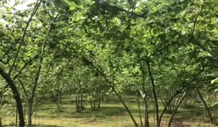 Fındıkta İyi Tarım Uygulamaları Öğrenci ve Çiftçilere Öğretiliyor