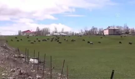 Besiciler Yaylalarda Karın Kalkmasını Bekliyor