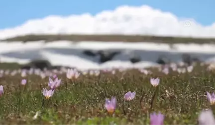 Kars'ta Baharın Gelmesiyle Görsel Şölen Oluştu