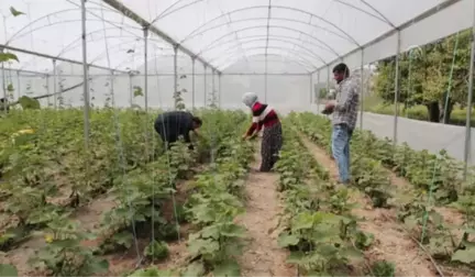 Genç Çiftçiler Üretime Başladı