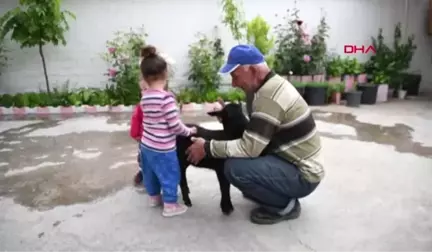 Manisa Annesinin Emzirmediği Minik Kuzuya Kucak Açtılar