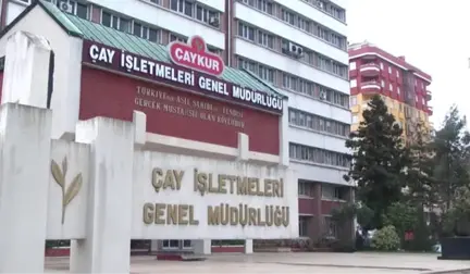 Çaykur Yaş Çay Alımlarına Yarın Başlayacak - Rize