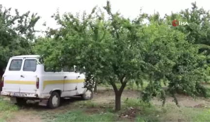 Eriğin Fiyatı Hırsızların İştahını Kabarttı...erik Bahçesine Giren Hırsızlar Ağaçları Talan Etti