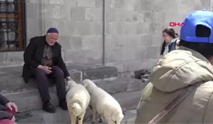 Erzurum Kuzuları Yanından Ayrılmıyor