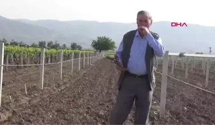 Manisa Üzüm Bağında Yeni Diktiği Asmalarını Köklediler, Bağ Direklerini Kırdılar