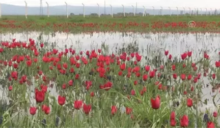 Muş Lalesi Gelir Kaynağı Olacak