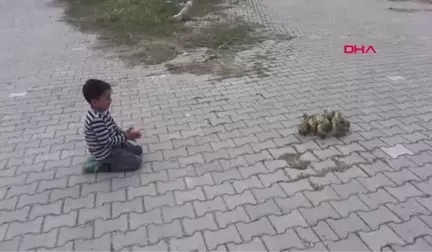 Manisa Minik Besim'in Kaz Yavrularıyla Yürek Isıtan Dostluğu