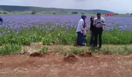 Antalya Zambak Bahçeleri Görselliğiyle Büyülüyor