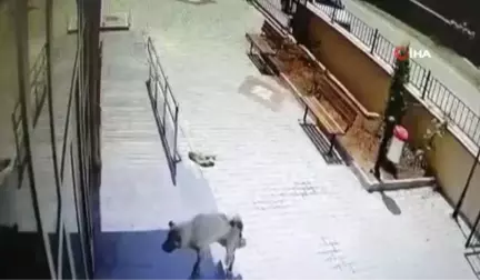 Silahla Vurulan Yaralı Köpek Aile Hekimliğine Sığındı