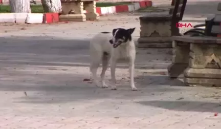 Mersin Sokak Köpeğini Defalarca Bıçakladılar