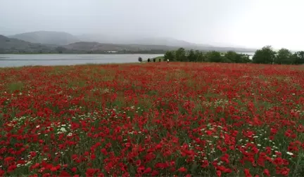 Göldeki ada kırmızıya büründü