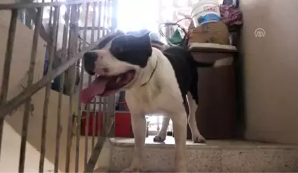 Pitbull cinsi köpeğin saldırdığı çift yaralandı