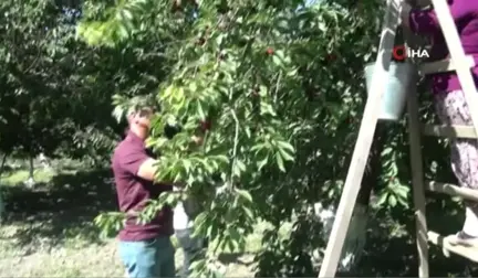 Kuşadası'nda kiraz hasadı festival ile kutlanacak