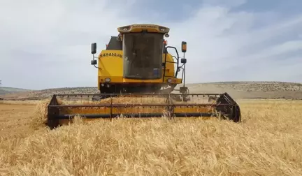 Arpa ve buğdayda yüksek rekolte çiftçiyi sevindirdi
