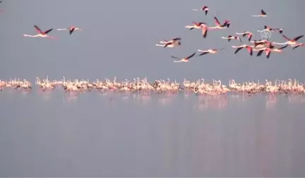 TEMİZ ÇEVRE TEMİZ SU - Tuz Gölü flamingolarla bir başka güzel