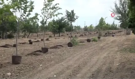 AKÜ'de bin 200 fidan toprakla buluştu