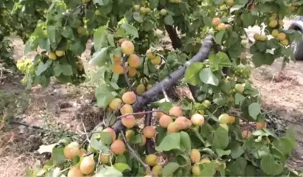 Dolu meyve bahçelerine zarar verdi