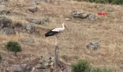 AYDIN Yavru leylekler halkalandı