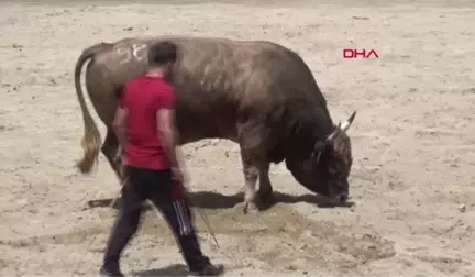 RİZE BOĞA GÜREŞİNDE 'KARABELA'NIN SAHİBİ KADIN İLGİ ODAĞI OLDU