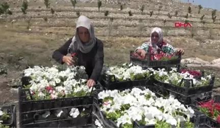 IĞDIR Üniversitede yetiştirilen çiçekler Cumhurbaşkanlığı Külliyesi'ni süsleyecek