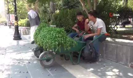 Köyde topladıkları maydanozları satıp harçlıklarını çıkarıyorlar