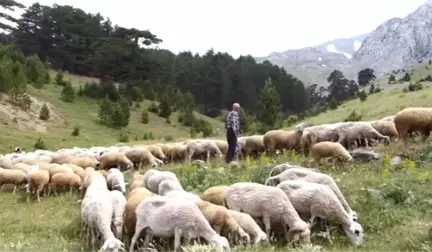 Yarım asırdır aynı yaylaya göçüyorlar