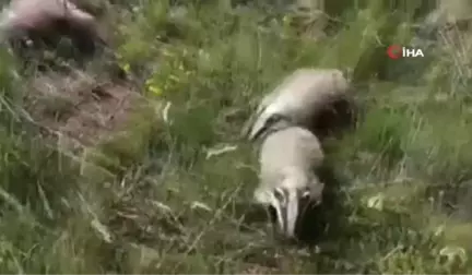 Tedavileri tamamlanan porsuklar doğaya bırakıldı