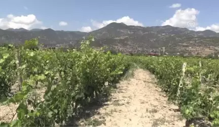 Coğrafi işaretli Erbaa yaprağında hasat zamanı - TOKAT