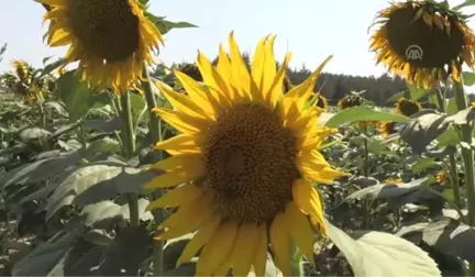 Çukurova'da ayçiçeği bereketi