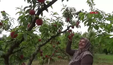 BURSA ŞEFTALİSİNİN HASADI BAŞLADI