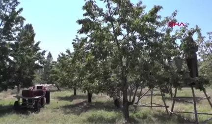 KONYA Beyaz kiraz üreticileri, 2 lira alım fiyatına tepkili