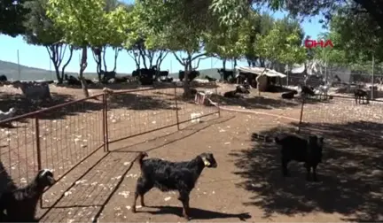 MUĞLA İşe aldığı iki çobanın, çıplak fotoğraflarını çekip, parasını gasp ettiklerini ileri sürdü