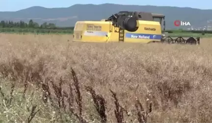 İnegöl'de kanola hasadı başladı