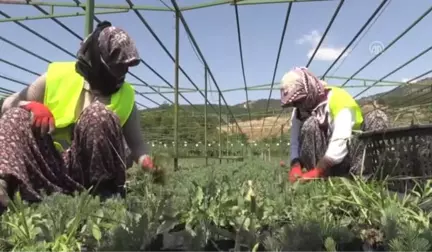 Hatay'da üretilen 4,5 milyon fidan toprakla buluşacak