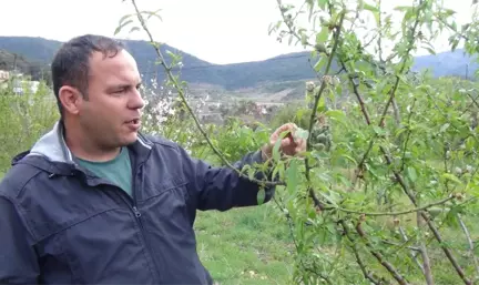 Yılın Ilk Çağla Hasadı Silifke'de Yapıldı