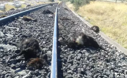 Elazığ'da Demir Yolundan Geçen Sürüye Tren Çarptı, 90 Keçi Telef Oldu