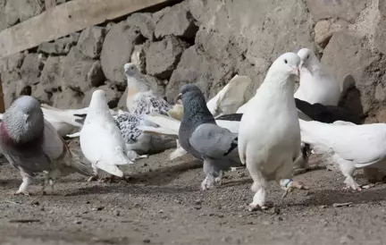 Bir Tutkudur 'Güvercin'