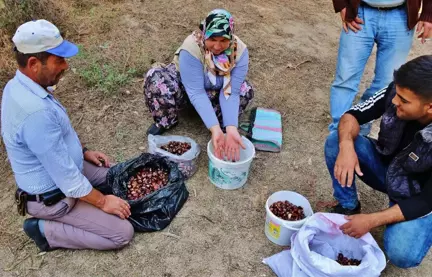 Kestaneyi Kazdağları'ndan Topluyorlar