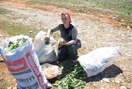 Birçok Faydası Bulunan 'Gulik Otu' Kadınların Ekmek Kapısı Oldu