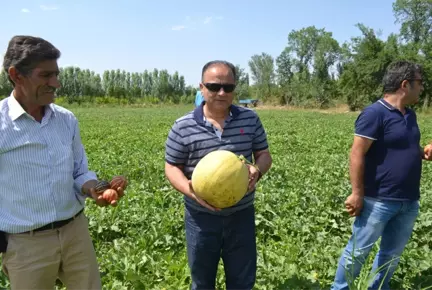 Iğdır Ovasında Kavun Bereketi